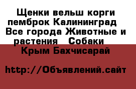 Щенки вельш корги пемброк Калининград - Все города Животные и растения » Собаки   . Крым,Бахчисарай